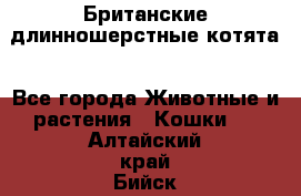 Британские длинношерстные котята - Все города Животные и растения » Кошки   . Алтайский край,Бийск г.